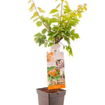 Abrikoos container (P18) Roze, Wit, Verzenden