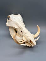 Wrattenzwijn Schedel - Phacochoerus africanus - 20 cm - 20