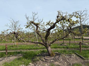 Exclusieve Volwassen Conference Bomen ca. 85 jaar oud!, 100 tot 250 cm