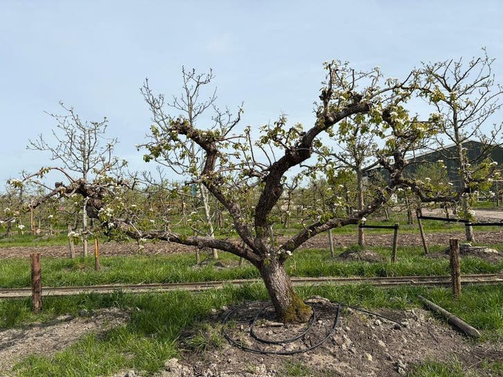 Exclusieve Volwassen Conference Bomen ca. 85 jaar oud!, Tuin en Terras, Planten | Bomen, 100 tot 250 cm
