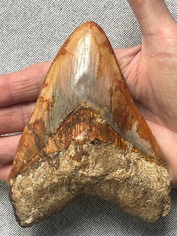 Grote Megalodon-tand, 13,0 cm - Fossiele tand - Carcharocles, Verzamelen, Mineralen en Fossielen