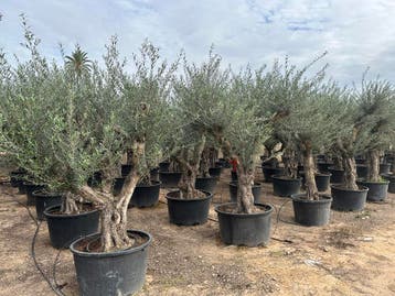 Olijfbomen met grillige stammen te koop!!!!!! (Olijfboom), Ophalen of Verzenden, 100 tot 250 cm, Olijfboom, Zomer