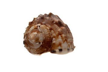 Cassis flammea - zeldzaam donker patroon - uitzonderlijke, Nieuw