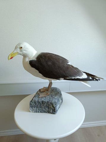 Grote mantelmeeuw Taxidermie volledige montage - Larus, Verzamelen, Dierenverzamelingen, Nieuw