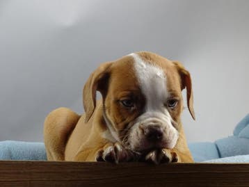 Old English Bulldog pups! | Mogen mee! | Hartelijk Welkom., Parvo, Nederland, 8 tot 15 weken, Bulldog