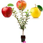 appelboom Malus domestica Trio appel B drie, Verzenden, Volle zon