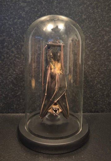 Vleermuis Taxidermie volledige montage - Chiroptera - 20 cm