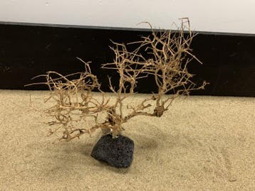 Osaka Bonsai Tree nr 22 - 44x15x37cm - aquascaping boom, Ophalen of Verzenden, Nieuw, Plant(en), Steen of Hout