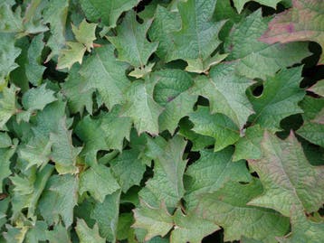 Eikenbladhortensia , Hydrangea quercifolia potgekweekt €7,50, Ophalen of Verzenden, Hortensia, Struik, Minder dan 100 cm