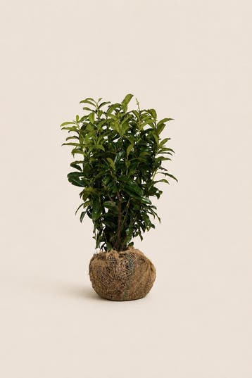 Laurier Genolia 60 tot 225cm met kluit smalle haag, Tuin en Terras, Verzenden, Laurier, Haag, 100 tot 250 cm