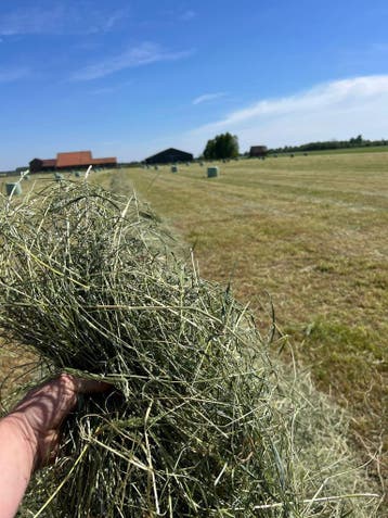 Wikkelbalen, Voordroog, Kuilbalen, vierkant en rond, Vee