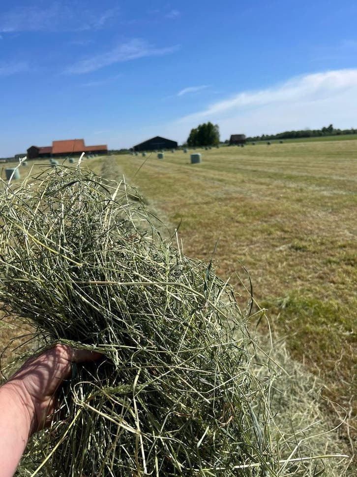 Wikkelbalen, Voordroog, Kuilbalen, vierkant en rond, Dieren en Toebehoren, Dierenvoeding, Vee