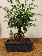 Japanese iep bonsai (Zelkova) - Hoogte (boom): 28 cm -