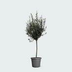Green Bubble - Olea Europaea op stam - 160cm - Ø24 cm, Tuin en Terras, Ophalen of Verzenden