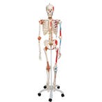 Anatomie model menselijk skelet met origo en insertie va..., Nieuw