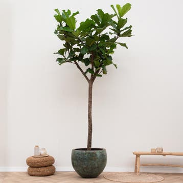Green Bubble - Ficus Lyrata XXXL - 270cm - Ø45 cm, Ophalen of Verzenden