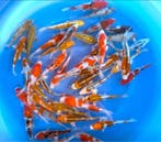 Fukasawa (Oofuchi) 18-21cm (Japanse Koi), Dieren en Toebehoren, Vissen | Vijvervissen, Karper of Koi