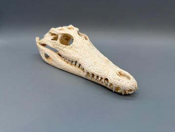 Nijlkrokodil Schedel - Crocodylus niloticus - 6 cm - 10 cm -