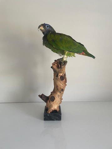 Blue-headed parrot Taxidermie volledige montage - Pionus, Nieuw