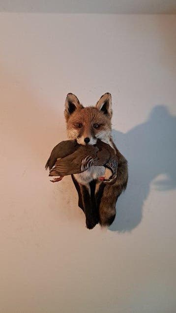 Rode vos Taxidermie volledige montage - Fox shoulder mount, Nieuw
