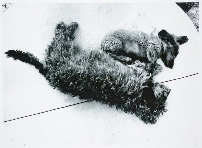 Stefan Moses - Zwei Hunde, Antiek en Kunst, Kunst | Designobjecten