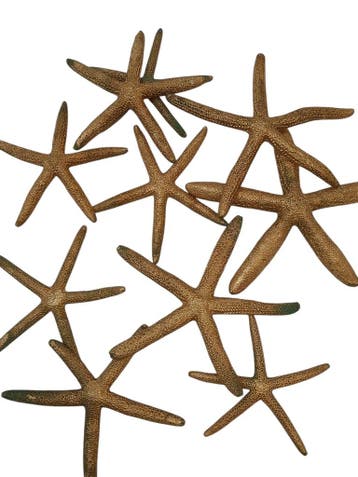 Zeester Finger Starfish 10-15 cm Goud 10 stuks, Ophalen of Verzenden, Nieuw
