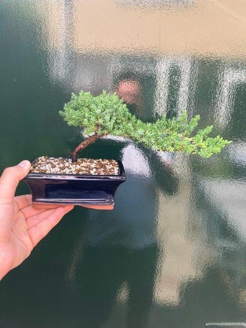 Jeneverbes bonsai (Juniperus) - Hoogte (boom): 11 cm -
