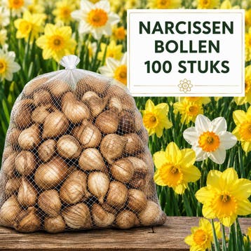 Narcissen Bloembollen 100 Stuks - Extra Grote Bollen 12+, Bloembol