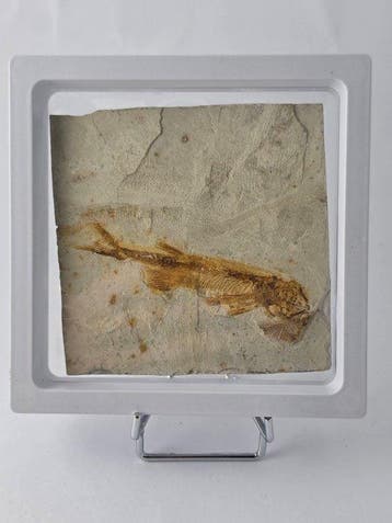 Vis - Gefossiliseerd dier - Lycoptera - 11 cm (Zonder