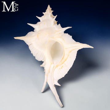 Spectaculair Muricidae Zeldzaam 156 mm Alabaster Murex