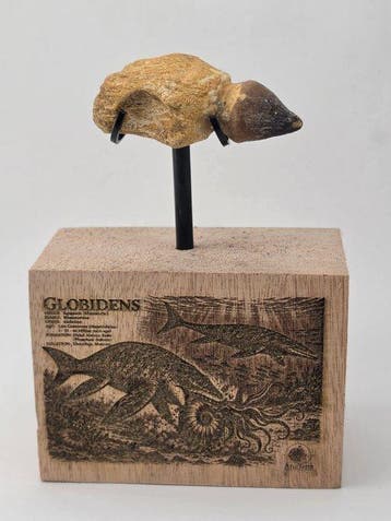 Gefossiliseerd dier - Globidens (Zonder minimumprijs), Verzamelen