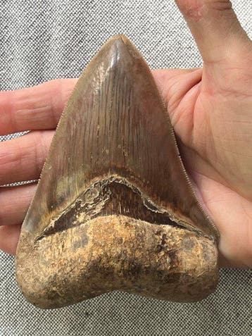 Megalodon-tand 12,0 cm - Fossiele tand - Carcharocles