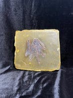 REPLICA - Bat - Gereconstrueerd skelet - 13 cm - 15 cm