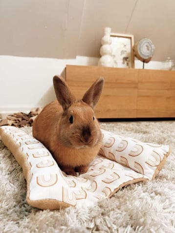 Bunny Snuggle Hop en Flop bed voor konijn NIEUW HANDGEMAAKT, Ophalen of Verzenden, Nieuw, Verzorging