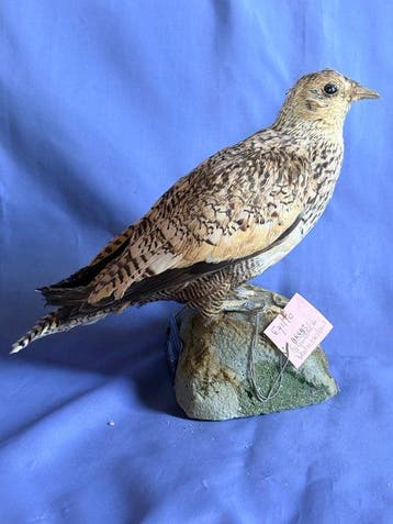 Grandule panciacastana Taxidermie volledige montage -, Nieuw