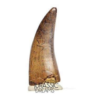 Tand van Tyrannosaurus-dinosauriër - Nanotyrannus sp -