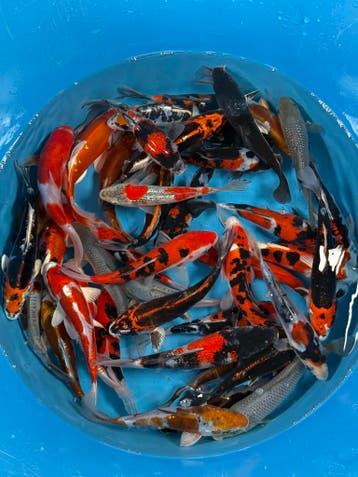 Japanse koi • Tosai • Nisai • Nieuwe voorraad, Dieren en Toebehoren, Vissen | Vijvervissen, Karper of Koi