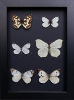 Vlinder Taxidermie volledige montage - Melanargia X