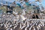 Steve McCurry (1950–) - Mazar-i-Sharif, Afhganistan. 1991.