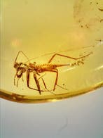 Mantodea-nimf (jonge mantis) Birmese barnsteen. - Barnsteen