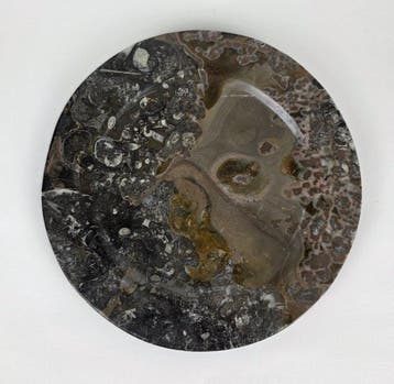Schotel - Marmer - Fossielen met ammonieten