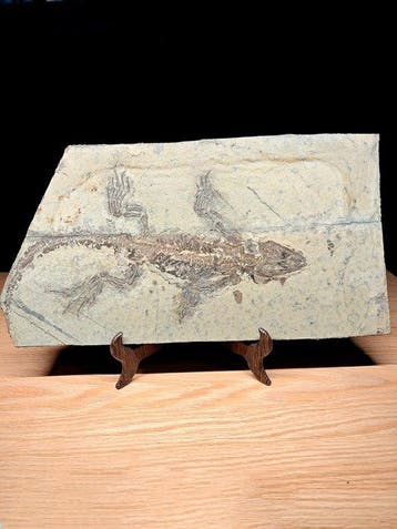 Zeldzaam - Gefossiliseerd dier - Yabeinosaurus tenuis - 37
