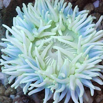 Macrodactyla Doreensis Wit/Blauw, Dieren en Toebehoren, Ophalen of Verzenden, Nieuw