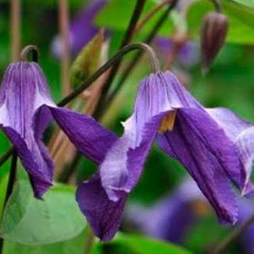 Clematis Hendersonii container (C2) Sierplanten, Paars, Verzenden, Bodembedekkers, Volle zon