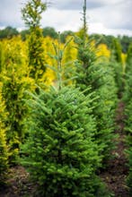 Abies koreana 125-150 met kluit., Ophalen, Conifeer, Struik, 100 tot 250 cm