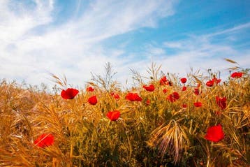 Viet Ha Tran - Poppy field II