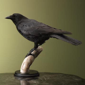 Kraai Taxidermie Opgezette Dieren By Max, Verzamelen, Dierenverzamelingen, Ophalen of Verzenden, Nieuw, Vogel, Opgezet dier