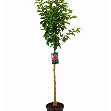Malus Evereste ® CAC container (P29) roze, Wit, Verzenden