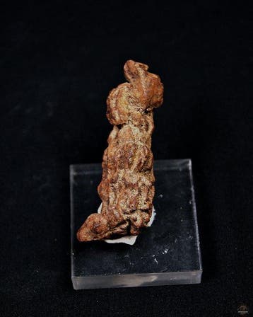 fossiele uitwerpselen - Gefossiliseerd dier - Coprolite