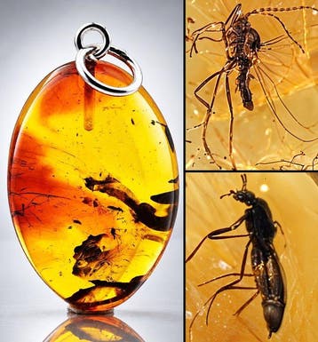 Unieke Baltische amberhanger – wesp- en keverinclusies –